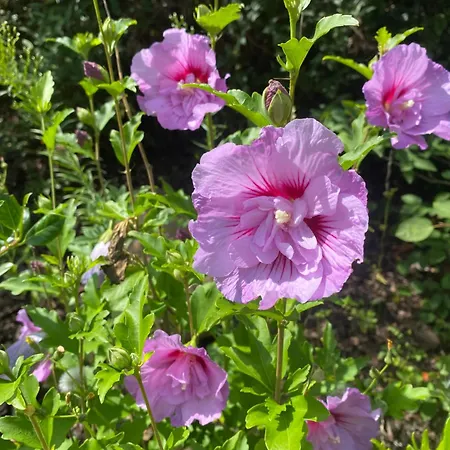 빌라 Ferienhaeuser Zinke Krauschwitz