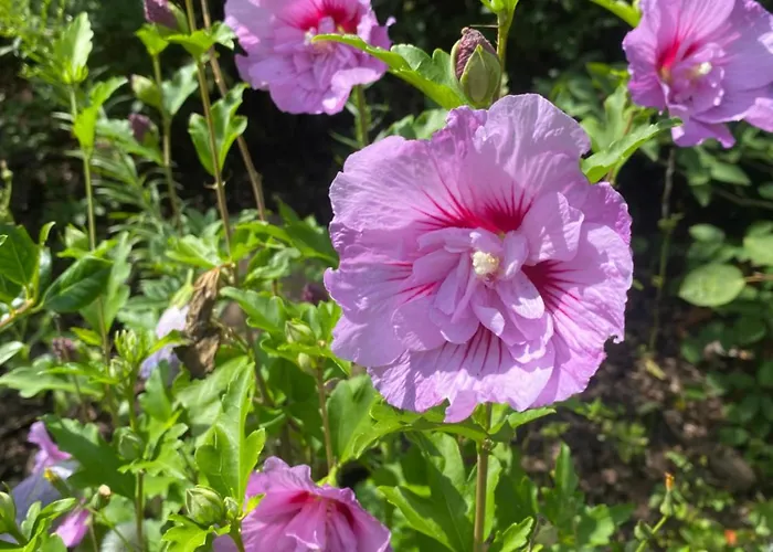 Villa Ferienhaeuser Zinke Krauschwitz